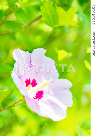 房子周圍鮮花盛開 — 各個季節 — 美麗的粉紅色莎倫玫瑰花已在初夏在公園裡開始綻放 136149109