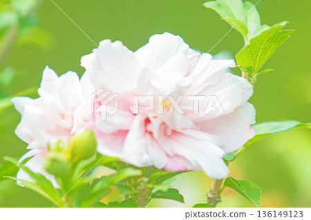 Flowers around the house, various in the four seasons. Beautiful pink Rose of Sharon flowers have begun to bloom in the park in early summer. Flowers around the house, various in the four seasons. Beautiful pink Rose of Sharon flowers have begun to bloom in the park in early summer. 136149123