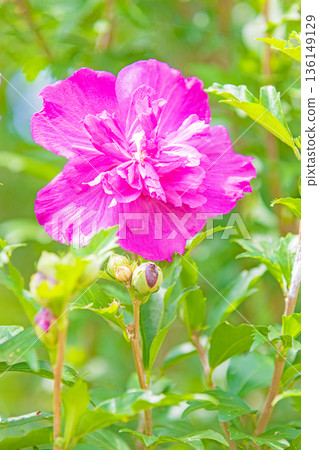 房子周圍鮮花盛開 — 各個季節 — 美麗的粉紅色莎倫玫瑰花已在初夏在公園裡開始綻放 136149129