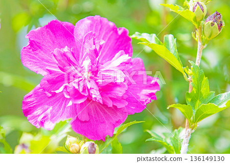 房子周圍鮮花盛開 — 各個季節 — 美麗的粉紅色莎倫玫瑰花已在初夏在公園裡開始綻放 136149130