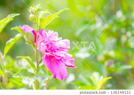 房子周圍鮮花盛開 — 各個季節 — 美麗的粉紅色莎倫玫瑰花已在初夏在公園裡開始綻放 136149131
