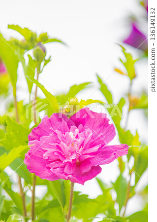 房子周圍鮮花盛開 — 各個季節 — 美麗的粉紅色莎倫玫瑰花已在初夏在公園裡開始綻放 136149132