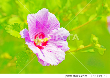 Flowers around the house, various in the four seasons. Beautiful pink Rose of Sharon flowers have begun to bloom in the park in early summer. Flowers around the house, various in the four seasons. Beautiful pink Rose of Sharon flowers have begun to bloom in the park in early summer. 136149152