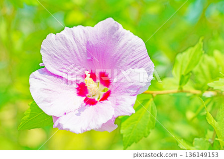 房子周圍鮮花盛開 — 各個季節 — 美麗的粉紅色莎倫玫瑰花已在初夏在公園裡開始綻放 136149153