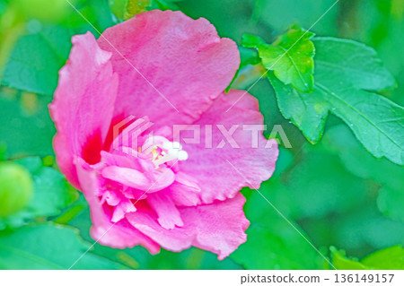 Flowers around the house, various in the four seasons. Beautiful pink Rose of Sharon flowers have begun to bloom in the park in early summer. 136149157