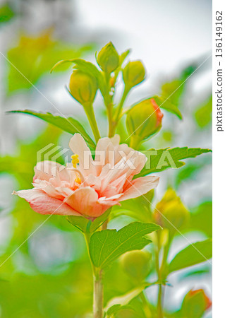 Flowers around the house, various in the four seasons. Beautiful pink Rose of Sharon flowers have begun to bloom in the park in early summer. 136149162