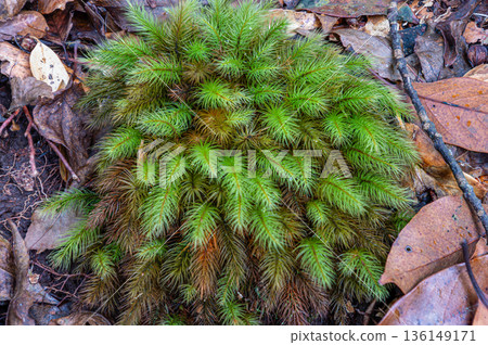 屋久島國立公園柏苔（冬季） 136149171