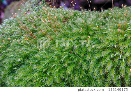 屋久島國立公園柏苔（冬季） 136149175