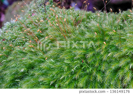 屋久島國立公園柏苔（冬季） 136149176