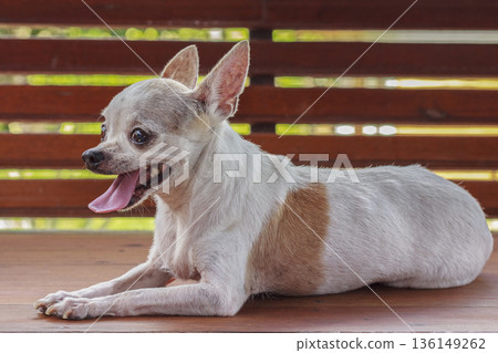 Portrait of chihuahua dog resting on wood chair 136149262