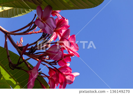 Vibrant pink Plumeria (Frangipani) flowers blooming against a clear blue sky, framed by tropical green leaves. 136149270