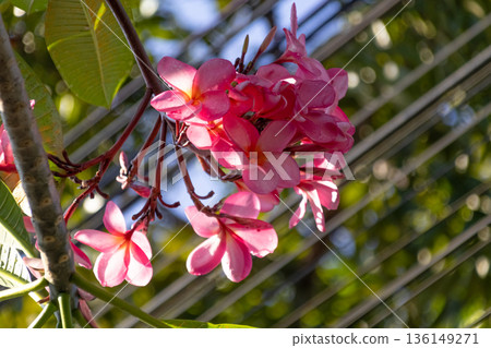 Cluster of pink Frangipani Plumeria flowers blooming brightly in tropical garden sunlight. Cluster of pink Frangipani Plumeria flowers blooming brightly in tropical garden sunlight. 136149271