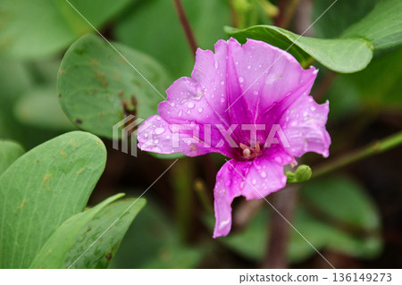 Close-up of a vibrant purple flower covered in fresh water droplets blooming against a lush green leafy background. Close-up of a vibrant purple flower covered in fresh water droplets blooming against a lush green leafy background. 136149273
