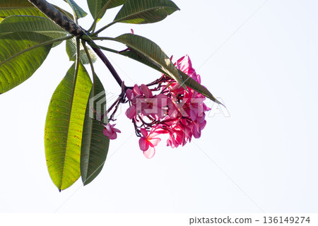 Pink Plumeria Flowers and Green Leaves Against Bright White Sky Background Pink Plumeria Flowers and Green Leaves Against Bright White Sky Background 136149274
