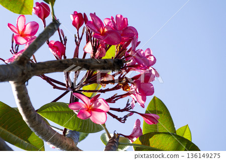 Pink plumeria flowers bloom on branch against bright blue sky tropical garden background. Pink plumeria flowers bloom on branch against bright blue sky tropical garden background. 136149275