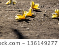 Several yellow and white Frangipani flowers fallen on rough gray concrete asphalt ground under bright tropical sunlight creating sharp shadows. Several yellow and white Frangipani flowers fallen on rough gray concrete asphalt ground under bright tropical sunlight creating sharp shadows. 136149277