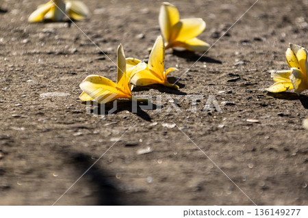 Several yellow and white Frangipani flowers fallen on rough gray concrete asphalt ground under bright tropical sunlight creating sharp shadows. Several yellow and white Frangipani flowers fallen on rough gray concrete asphalt ground under bright tropical sunlight creating sharp shadows. 136149277