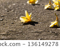 Single yellow frangipani flower lying on rough textured concrete floor under bright sunlight. Single yellow frangipani flower lying on rough textured concrete floor under bright sunlight. 136149278