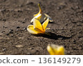 Yellow Plumeria Flowers Fallen on Rough Dark Gray Asphalt Road Surface in Bright Sunlight Yellow Plumeria Flowers Fallen on Rough Dark Gray Asphalt Road Surface in Bright Sunlight 136149279