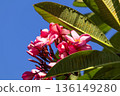 Pink Plumeria flowers blooming against a bright blue sky, framed by large green leaves. Pink Plumeria flowers blooming against a bright blue sky, framed by large green leaves. 136149280