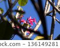 Pink Frangipani Flowers Cluster Against Blue Sky Framed By Tree Branches And Leaves In Tropical Environment Pink Frangipani Flowers Cluster Against Blue Sky Framed By Tree Branches And Leaves In Tropical Environment 136149281