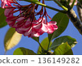 Pink and white Plumeria flowers blooming against a bright blue sky on a sunny tropical day. Pink and white Plumeria flowers blooming against a bright blue sky on a sunny tropical day. 136149282