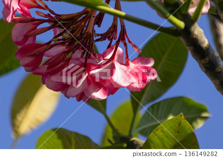 Pink and white Plumeria flowers blooming against a bright blue sky on a sunny tropical day. Pink and white Plumeria flowers blooming against a bright blue sky on a sunny tropical day. 136149282