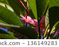 Pink Plumeria flowers and buds with water droplets surrounded by green tropical leaves under bright sunlight. Pink Plumeria flowers and buds with water droplets surrounded by green tropical leaves under bright sunlight. 136149283