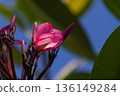 Macro shot of pink Frangipani flower with water droplets and buds against bright blue sky and green foliage. Macro shot of pink Frangipani flower with water droplets and buds against bright blue sky and green foliage. 136149284
