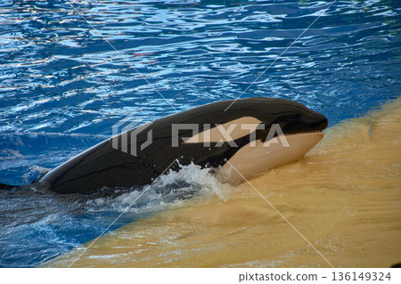 Close-up of an orca surfacing in the Orca Ocean stadium at Loro Parque Tenerife Close-up of an orca surfacing in the Orca Ocean stadium at Loro Parque Tenerife 136149324