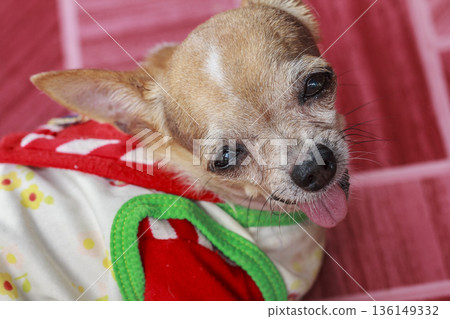 Close up of cute adorable old female chihuahua dog face looking up to owner Close up of cute adorable old female chihuahua dog face looking up to owner 136149332