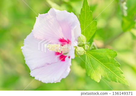 Flowers around the house, various in the four seasons. Beautiful pink Rose of Sharon flowers have begun to bloom in the park in early summer. Flowers around the house, various in the four seasons. Beautiful pink Rose of Sharon flowers have begun to bloom in the park in early summer. 136149371