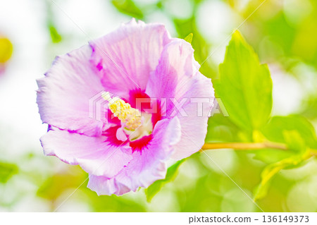 Flowers around the house, various in the four seasons. Beautiful pink Rose of Sharon flowers have begun to bloom in the park in early summer. Flowers around the house, various in the four seasons. Beautiful pink Rose of Sharon flowers have begun to bloom in the park in early summer. 136149373