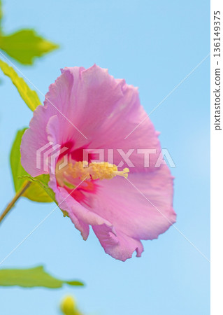 Flowers around the house, various in the four seasons. Beautiful pink Rose of Sharon flowers have begun to bloom in the park in early summer. 136149375