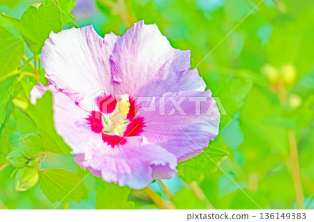 Flowers around the house, various in the four seasons. Beautiful pink Rose of Sharon flowers have begun to bloom in the park in early summer. Flowers around the house, various in the four seasons. Beautiful pink Rose of Sharon flowers have begun to bloom in the park in early summer. 136149383