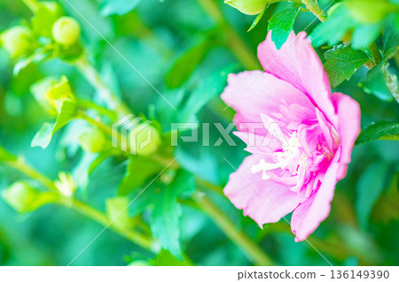 Flowers around the house, various in the four seasons. Beautiful pink Rose of Sharon flowers have begun to bloom in the park in early summer. 136149390