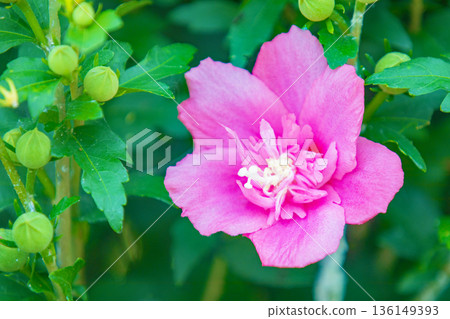 Flowers around the house, various in the four seasons. Beautiful pink Rose of Sharon flowers have begun to bloom in the park in early summer. Flowers around the house, various in the four seasons. Beautiful pink Rose of Sharon flowers have begun to bloom in the park in early summer. 136149393