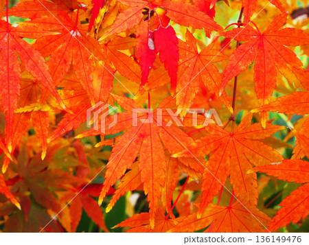 Autumn leaves landscape of Japanese maple and other trees 136149476