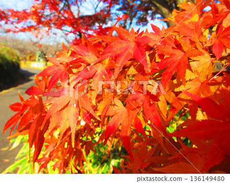 Autumn leaves landscape of Japanese maple and other trees Autumn leaves landscape of Japanese maple and other trees 136149480