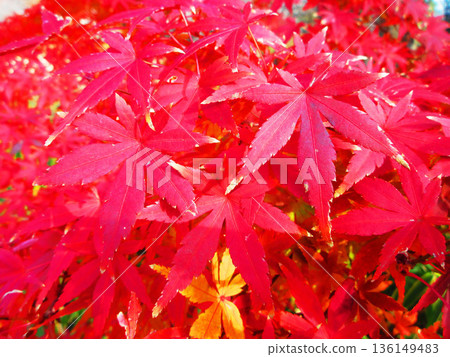 Autumn leaves landscape of Japanese maple and other trees Autumn leaves landscape of Japanese maple and other trees 136149483