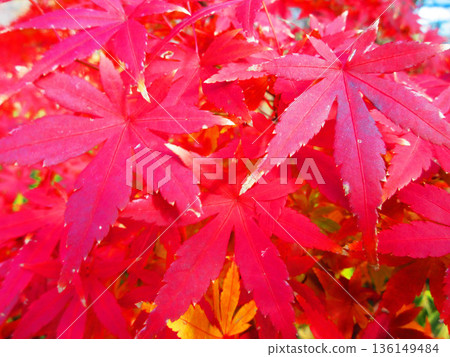 Autumn leaves landscape of Japanese maple and other trees Autumn leaves landscape of Japanese maple and other trees 136149484