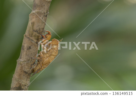 Macro cicada shell exoskeleton on tree in nature 136149515