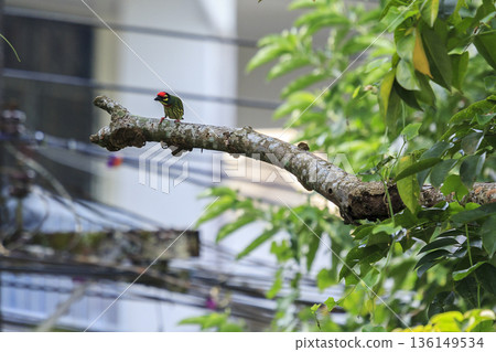 Coppersmith barbet megalaima haemacephala birds on tree in garden 136149534
