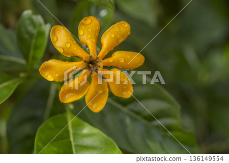 Yellow Golden Gardenia or Gardenia carinata Wallich flower on green tree in tropical garden 136149554