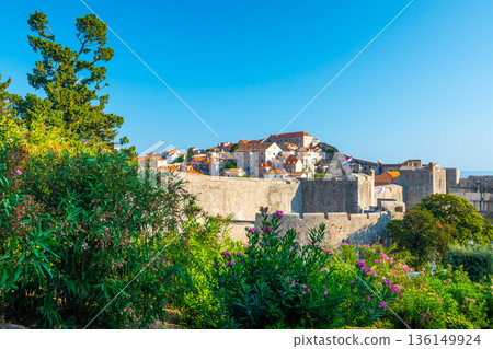 Dubrovnik city walls and Minceta tower, panoramic view of city. Green tress, palms and oleander flower. Beautiful ancient city and fortress, adriatic sea. Sunny summer day. Dubrovnik city walls and Minceta tower, panoramic view of city. Green tress, palms and oleander flower. Beautiful ancient city and fortress, adriatic sea. Sunny summer day. 136149924