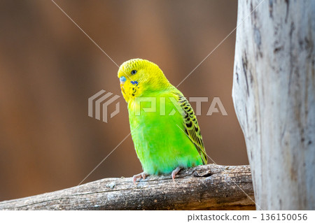 Budgerigar bird (latin name Melopsittacus undulatus). Multiple colored bird is famous pet. 136150056