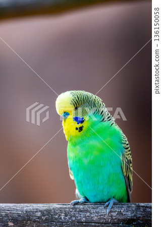 Budgerigar bird (latin name Melopsittacus undulatus). Multiple colored bird is famous pet. 136150058