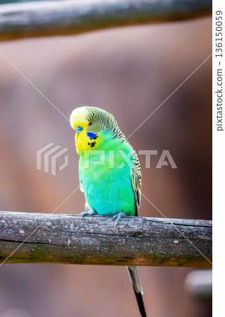 Budgerigar bird (latin name Melopsittacus undulatus). Multiple colored bird is famous pet. Budgerigar bird (latin name Melopsittacus undulatus). Multiple colored bird is famous pet. 136150059
