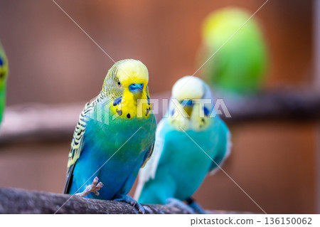 Budgerigar bird (latin name Melopsittacus undulatus). Multiple colored bird is famous pet. Budgerigar bird (latin name Melopsittacus undulatus). Multiple colored bird is famous pet. 136150062