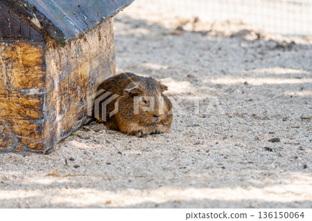 Guinea pig (latin name Cavia aperea f. porcellus) is resting near small house. 136150064
